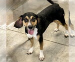 Small #1 Beagle Mix