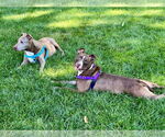 Small #13 American Pit Bull Terrier Mix