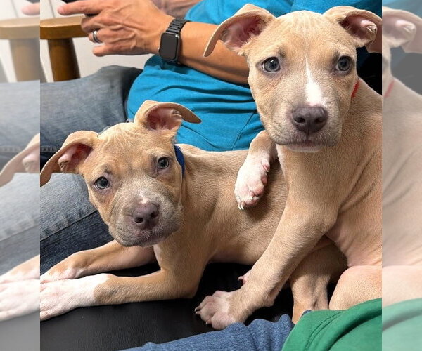 Medium Photo #3 Mutt Puppy For Sale in Rockville, MD, USA