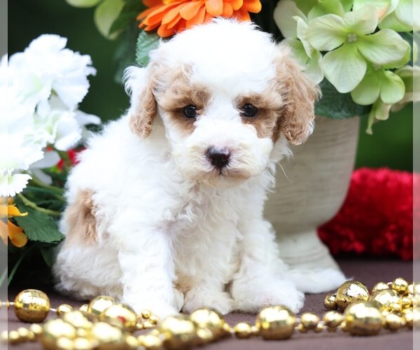 Medium Photo #2 Cavapoo Puppy For Sale in JONES, MI, USA