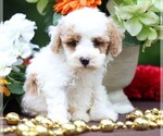 Small #1 Cavapoo