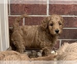 Small Photo #12 Goldendoodle (Miniature) Puppy For Sale in ALTON, IL, USA