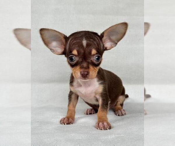 Medium Photo #15 Chihuahua Puppy For Sale in BOSTON, MA, USA
