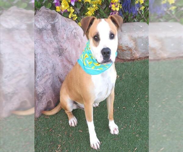 Medium Photo #2 Mastiff-Unknown Mix Puppy For Sale in Oklahoma City, OK, USA