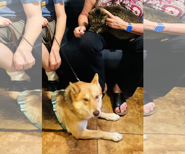 Medium Photo #2 Shiba Inu-Siberian Husky Mix Puppy For Sale in Germantown, OH, USA