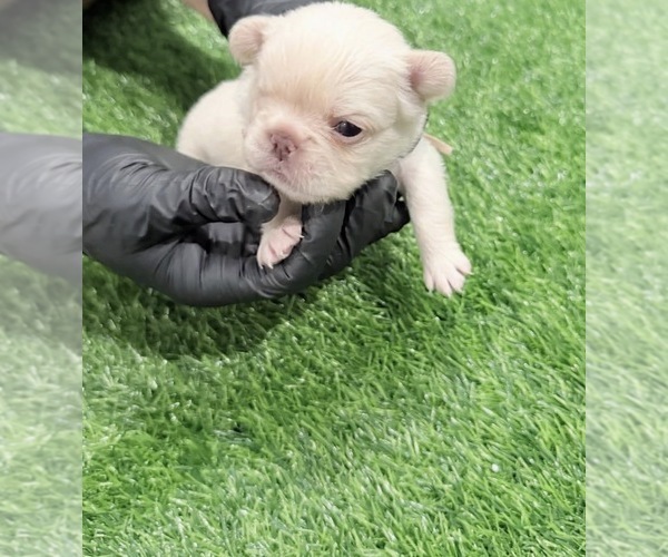 Medium Photo #18 French Bulldog Puppy For Sale in PORTSMOUTH, VA, USA