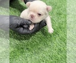 Small Photo #18 French Bulldog Puppy For Sale in PORTSMOUTH, VA, USA