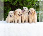 Small #1 Golden Retriever