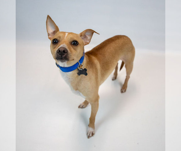 Medium Photo #5 Chihuahua-Unknown Mix Puppy For Sale in Kennesaw, GA, USA