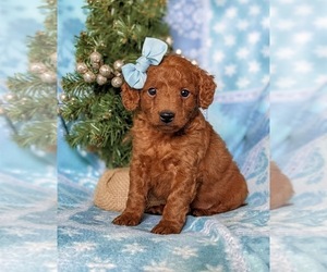 Goldendoodle (Miniature) Puppy for sale in OXFORD, PA, USA