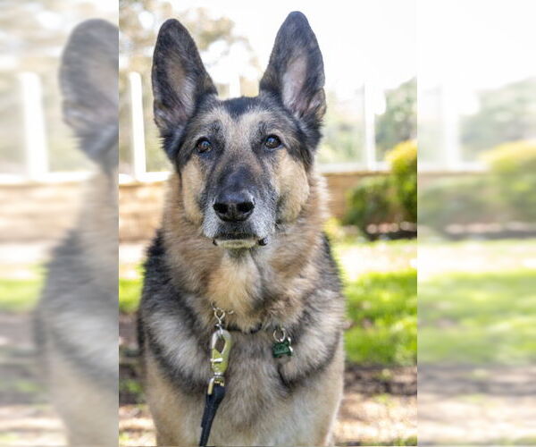 Medium Photo #1 German Shepherd Dog Puppy For Sale in San Diego, CA, USA