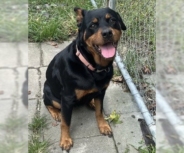 Medium Photo #9 Rottweiler-Unknown Mix Puppy For Sale in North Myrtle Beach, SC, USA