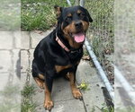 Small #8 Rottweiler Mix