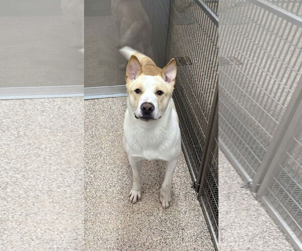 Medium Photo #2 German Shepherd Dog-Unknown Mix Puppy For Sale in Martinsburg, WV, USA