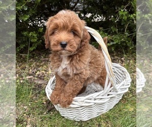 Goldendoodle (Miniature) Puppy for sale in MIDDLEBURY, IN, USA