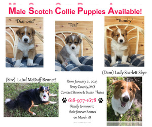 Scotch Collie Puppy for sale in FROHNA, MO, USA