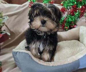 Morkie Puppy for sale in CORNERSVILLE, TN, USA