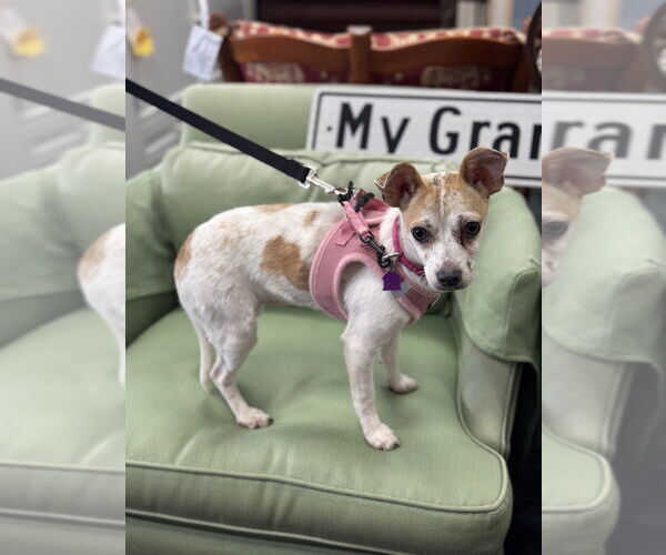 Medium Photo #6 Chihuahua-Unknown Mix Puppy For Sale in Mundelein, IL, USA