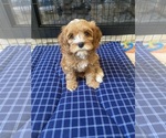 Small Photo #3 Cavapoo Puppy For Sale in TORRANCE, CA, USA