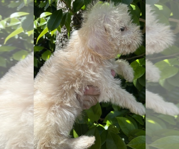 Medium Photo #1 Malchi-Poodle (Standard) Mix Puppy For Sale in VENETA, OR, USA