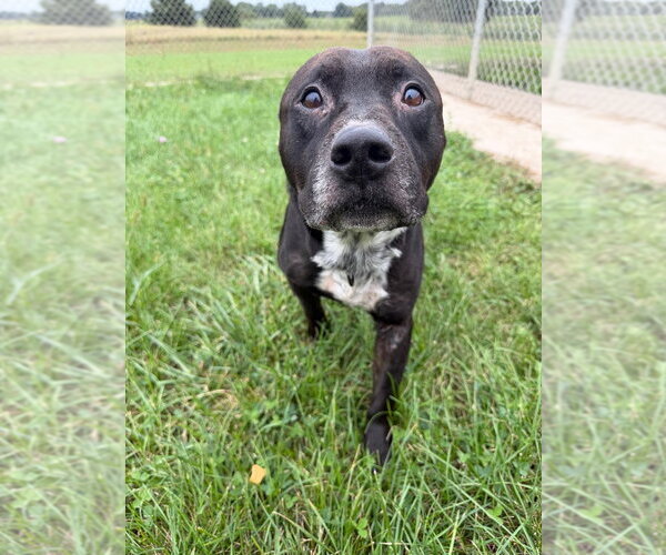 Medium Photo #4 American Staffordshire Terrier Puppy For Sale in Pierceton , IN, USA