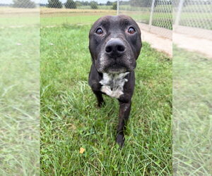 King - Male American Staffordshire Terrier Dog for Adoption - Photo #4
