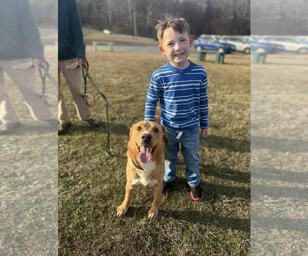 Medium Photo #4 Labrador Retriever-Unknown Mix Puppy For Sale in Westwood, NJ, USA
