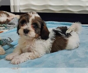 Havanese Puppy for sale in LEBANON, TN, USA