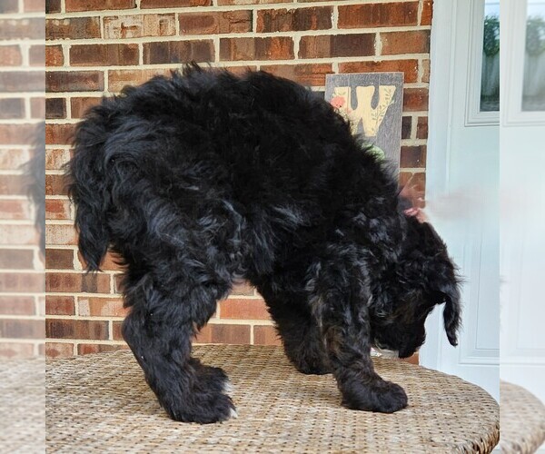 Medium Photo #10 F2 Aussiedoodle Puppy For Sale in COLUMBIA, TN, USA