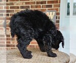 Small #9 F2 Aussiedoodle