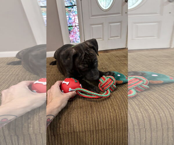 Medium Photo #13 Staffordshire Bull Terrier-Unknown Mix Puppy For Sale in Holly Springs, NC, USA