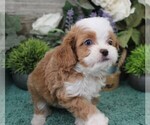Small #3 Cavapoo (Miniature)