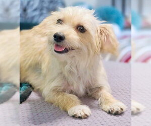 Zoey - Female Poodle (Miniature)-Unknown Mix Dog for Adoption - Photo #2