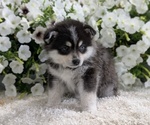 Small #7 Pomsky