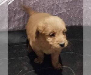 Goldendoodle-Poodle (Miniature) Mix Puppy for sale in ARTHUR, IL, USA