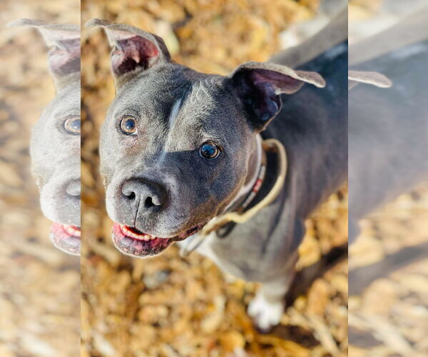 Medium Photo #2 American Pit Bull Terrier-Unknown Mix Puppy For Sale in Social Circle, GA, USA