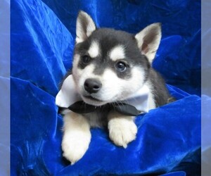 Alaskan Klee Kai Puppy for sale in NORWOOD, MO, USA