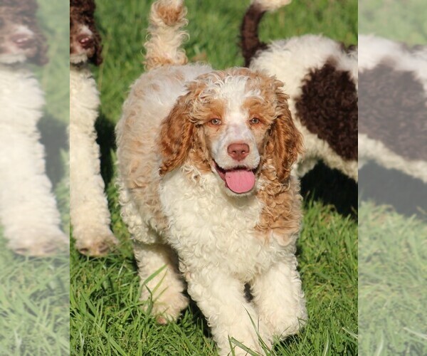 Medium Photo #2 Poodle (Standard) Puppy For Sale in LINDEN, TN, USA