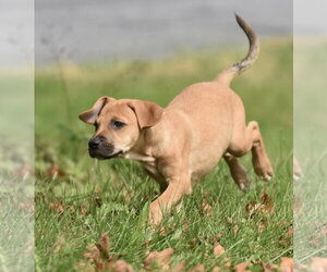 Lucian - Male Australian Shepherd-Beagle Mix Dog for Adoption - Photo #7
