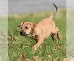 Small Photo #7 Australian Shepherd-Beagle Mix Puppy For Sale in Mechanicsburg, PA, USA