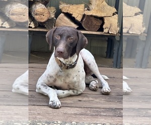 Father of the Brittany-German Shorthaired Pointer Mix puppies born on 01/15/2024