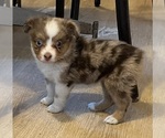 Small #8 Miniature Australian Shepherd