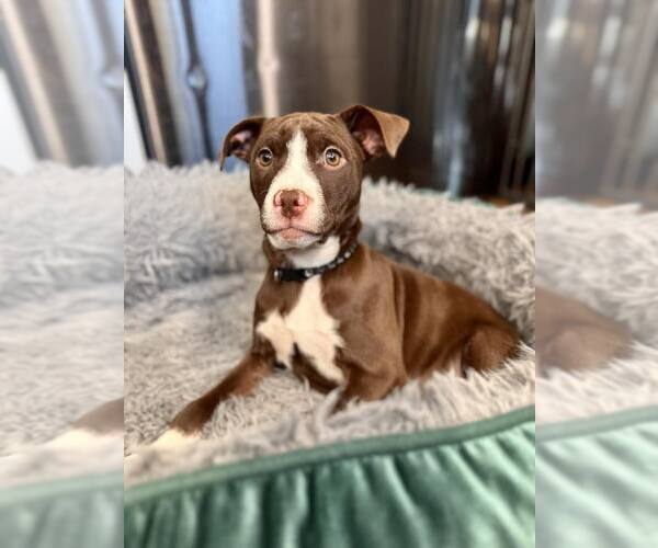 Medium Photo #7 Mutt Puppy For Sale in New London, WI, USA