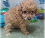 Small #1 Cavapoo