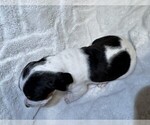 Small Photo #10 Black and Tan Coonhound-Bluetick Coonhound Mix Puppy For Sale in OAK HILLS, CA, USA