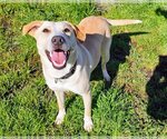 Small Photo #1 Labrador Retriever-Unknown Mix Puppy For Sale in Chico, CA, USA