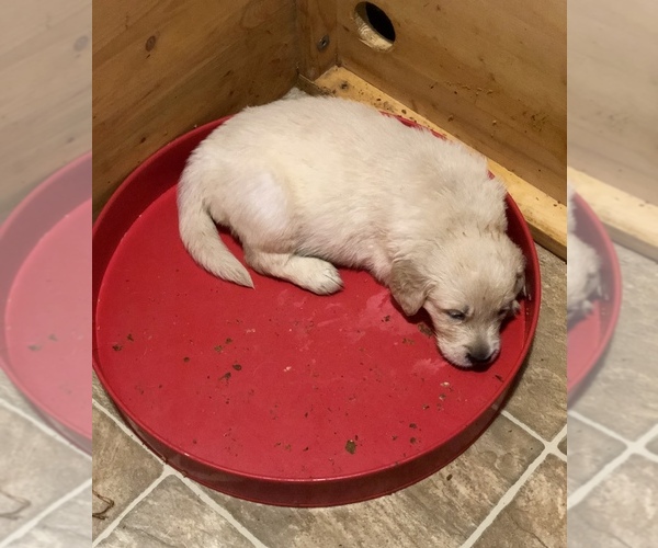 Medium Photo #7 Golden Retriever Puppy For Sale in CYPRESS, TX, USA
