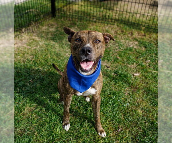 Medium Photo #1 American Staffordshire Terrier-Unknown Mix Puppy For Sale in San Antonio, TX, USA