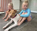 Small #47 American Pit Bull Terrier Mix
