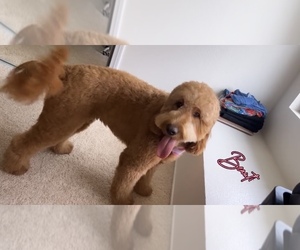 Double Doodle Puppy for sale in EASTVALE, CA, USA